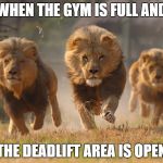 Lions Lookin For A Dentist | WHEN THE GYM IS FULL AND; THE DEADLIFT AREA IS OPEN | image tagged in lions lookin for a dentist | made w/ Imgflip meme maker