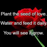 rose | Plant the seed of love. Water and feed it daily. You will see it grow. | image tagged in rose | made w/ Imgflip meme maker
