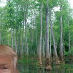 trump swamp