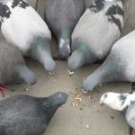 conspiring pigeons meme