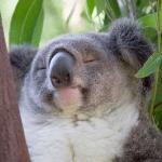 Peaceful Koala