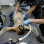 proboscis monkey hospital vet