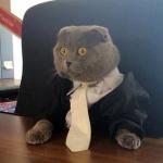 Business Cat meme