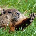 Just Stop Groundhog