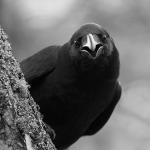 Crow looking around tree trunk
