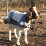 Goat with guns
