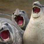 laughing seals