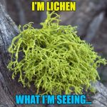 I'm seeing lichen... :) | I'M LICHEN; WHAT I'M SEEING... | image tagged in fruticose_lichen,memes,lichen | made w/ Imgflip meme maker