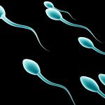 Sperm