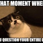 Confused Cats Cake Day | THAT MOMENT WHEN; YOU QUESTION YOUR ENTIRE LIFE | image tagged in confused cats cake day | made w/ Imgflip meme maker