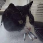 Cat smoking  meme