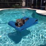 raft cat