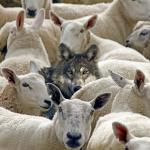 Wolf in Sheeps Clothing