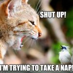 Shut up! | SHUT UP! I'M TRYING TO TAKE A NAP! | image tagged in quiet bird,funny cat memes | made w/ Imgflip meme maker