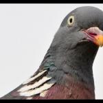 Pigeon meme