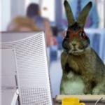 busy bunny meme