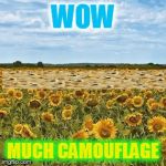 Hide My Little Doges, Hide ! | WOW; MUCH CAMOUFLAGE | image tagged in machenbach sunflower fields,multi doge | made w/ Imgflip meme maker