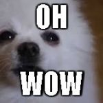 Gabe the dog | OH; WOW | image tagged in gabe the dog | made w/ Imgflip meme maker