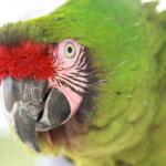 Wild animal parrot 
