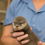 Angry otter