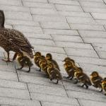 baby ducks