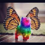 Rainbow Butterfly Unicorn Kitten