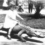 Girl on aligator