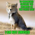 What a Crappy Prank | TO WHOMEVER SMEARED THE BROWNIE ON THE TOILET SEAT; I AM NOT AMUSED | image tagged in tibetan sand fox,pranks,memes,animals,bathroom humor | made w/ Imgflip meme maker