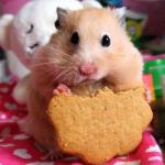 hamstercooktell