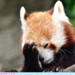 Face palm red panda