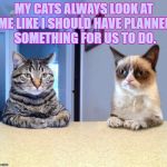 Two Grumpy Cats | MY CATS ALWAYS LOOK AT ME LIKE I SHOULD HAVE PLANNED SOMETHING FOR US TO DO. | image tagged in cats,bored,funny,funny memes,planning | made w/ Imgflip meme maker