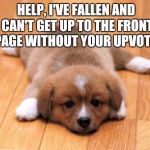 Please have a heart and help this poor puppy up to the front page!  | HELP, I'VE FALLEN AND CAN'T GET UP TO THE FRONT PAGE WITHOUT YOUR UPVOTE! | image tagged in puppy,jbmemegeek,cute puppies,upvotes,front page | made w/ Imgflip meme maker