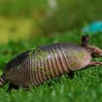 Armadillo