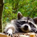 Hungry Coon