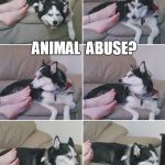 Stinky | IS THIS; ANIMAL  ABUSE? | image tagged in stinky | made w/ Imgflip meme maker