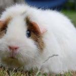 Sad guinea pig