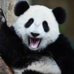 panda waving