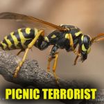 Wasp | PICNIC TERRORIST | image tagged in wasp | made w/ Imgflip meme maker