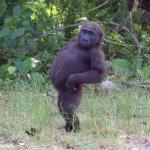 Dancing gorilla