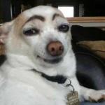 dog eyebrows meme