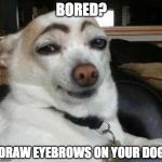 The dog is transhuman. | BORED? DRAW EYEBROWS ON YOUR DOG | image tagged in dog eyebrows,eyebrows,iwanttobebacon,iwanttobebaconcom | made w/ Imgflip meme maker