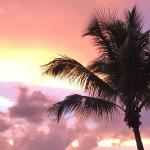 Palm Tree Ethics