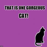 Cat compliment | CAT! THAT IS ONE GORGEOUS | image tagged in cat silhouette | made w/ Imgflip meme maker