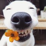 Smiling dog meme