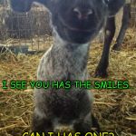 SmileLamb | I SEE YOU HAS THE SMILES... CAN I HAS ONE? | image tagged in smilelamb | made w/ Imgflip meme maker