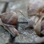 Snails on wet pavement