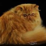 Long haired red tabby persian cat