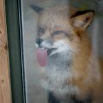 fox licking window