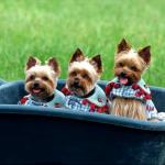 cute yorkies yorkshire terriers