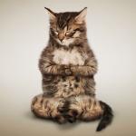 Meditate cat